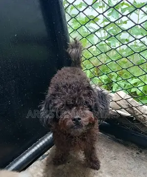 1+ year Female Purebred Poodle