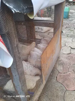 6 Weeks Old Broilers For Sale