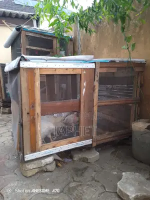 9 Weeks Old Broilers for Sale