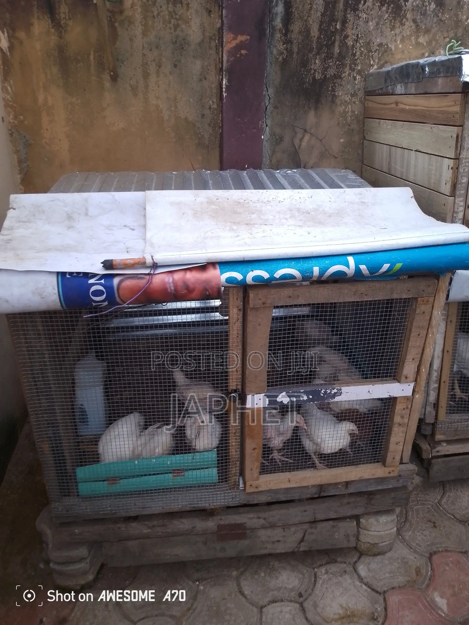 9 Weeks Old Broilers for Sale