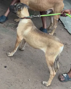 3-6 months Female Purebred Boerboel