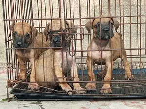 1-3 months Female Purebred Boerboel