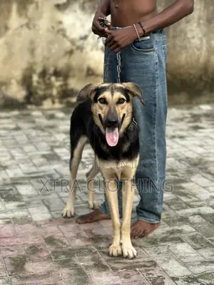1+ year Male Purebred German Shepherd