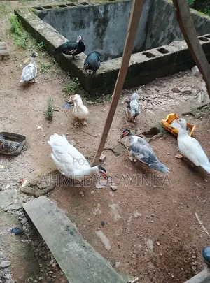 Matured Duck