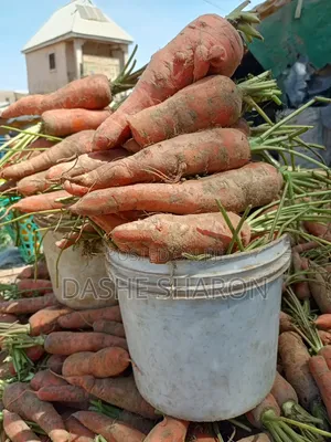 Fresh Carrots Available