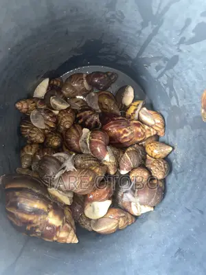 Looking to Sell These Snails Before Afternoon