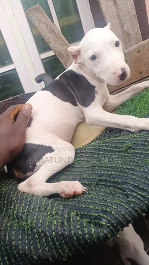 1-3 months Female Purebred American Pit Bull Terrier