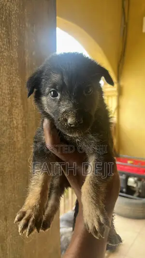 1-3 months Female Purebred German Shepherd