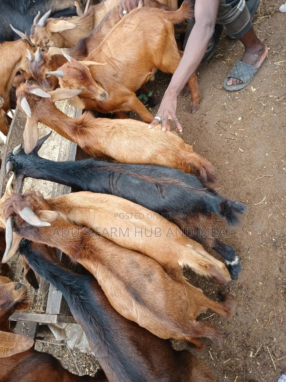 Healthy Goats Meat