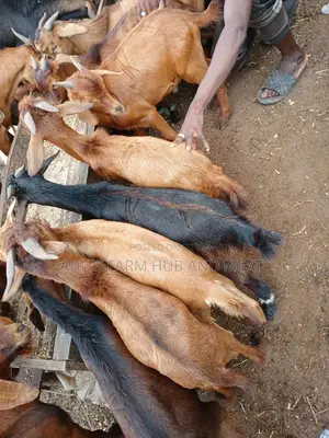 Healthy Goats Meat
