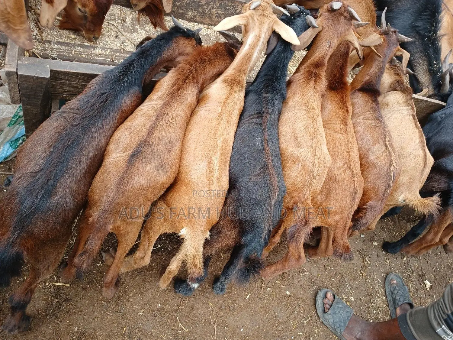 Healthy Goats Meat