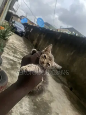 1-3 months Male Purebred Tabby