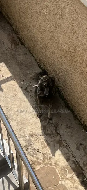 1+ year Male Mixed Breed Caucasian Shepherd