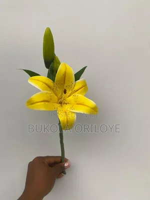 Yellow Yearling Rentals Service