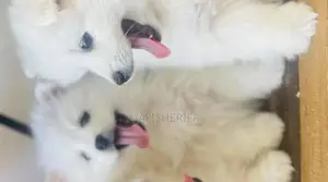 1-3 months Female Purebred American Eskimo
