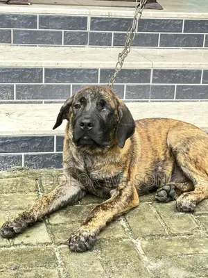 3-6 months Male Purebred Boerboel