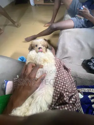 1-3 months Male Purebred Lhasa Apso