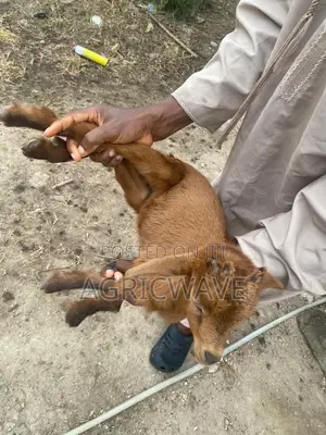 2 Months Old Baby (Kid) Male Goat (Buck)