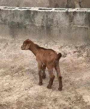 2 Months Old Baby (Kid) Male Goat (Buck)