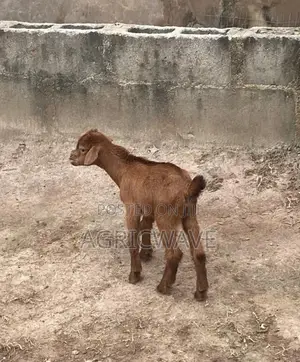 3 Months Old Baby (Kid) Male Goat (Buck)