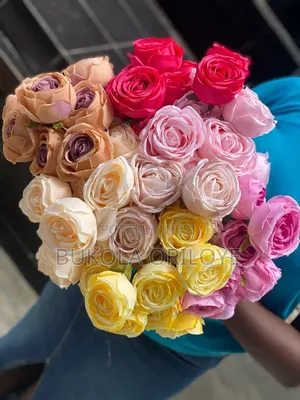 Multi Color Rose Rentals Service