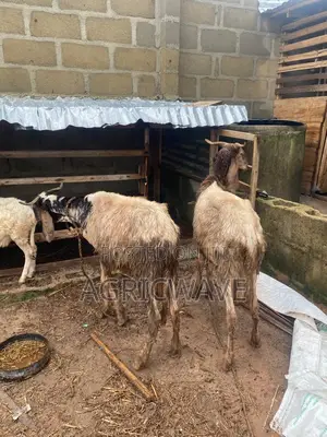 Matured Exotic Breed Long and Tall Growing Rams
