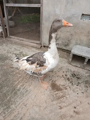 Adult Geese (Male)