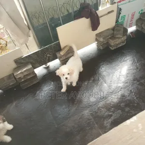 1-3 months Male Purebred Lhasa Apso