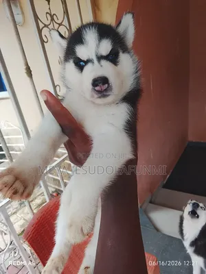 0-1 month Female Purebred Siberian Husky