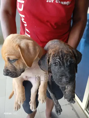 1-3 months Male Purebred Boerboel