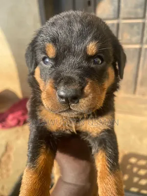 1-3 months Male Purebred Rottweiler
