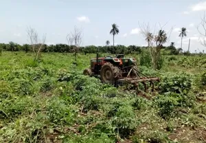 Acres and Hectares of Plantain Farmlands for Sale in Abeokuta North