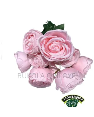 Baby Pink Rose Rentals Service