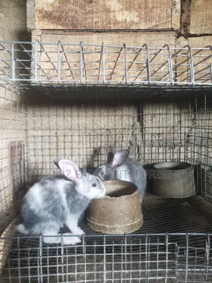 Rabbit (Magpie Breed)