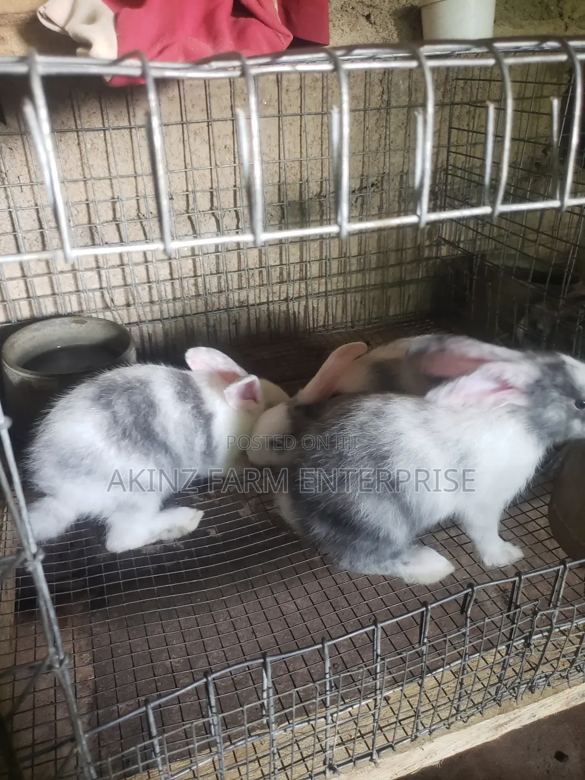 Rabbit (Magpie Breed)