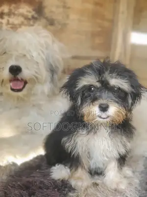 3-6 months Female Purebred Lhasa Apso