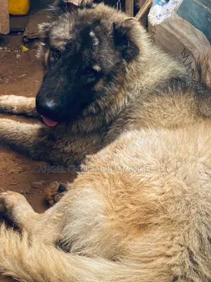 1+ year Male Purebred Caucasian Shepherd