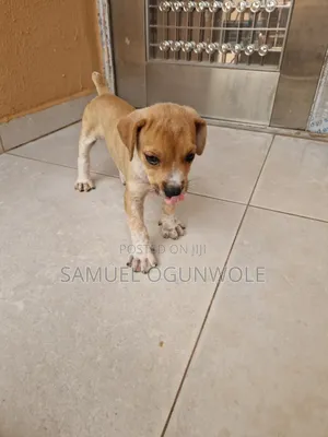 1-3 months Female Purebred Boerboel