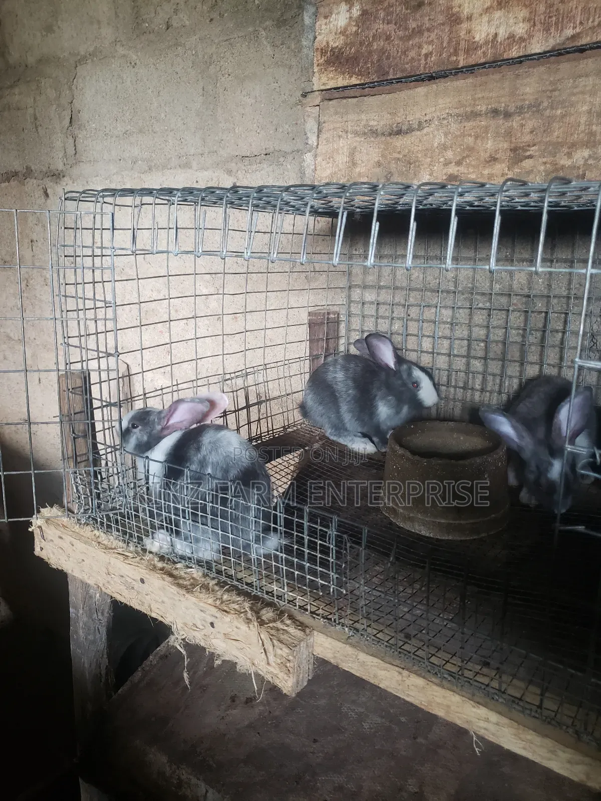 Rabbit (Magpie Breed)