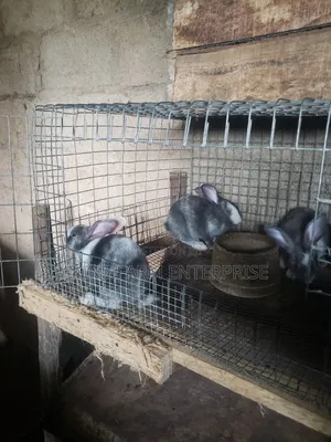 Rabbit (Magpie Breed)