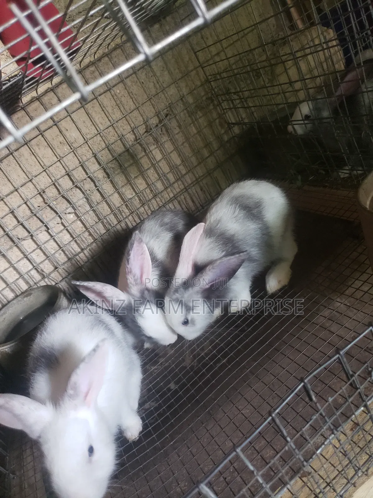 Rabbit (Magpie Breed)