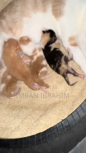 0-1 month Male Mixed Breed American Shorthair
