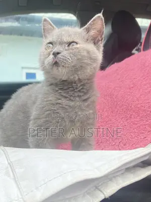 1-3 months Female Purebred British Shorthair
