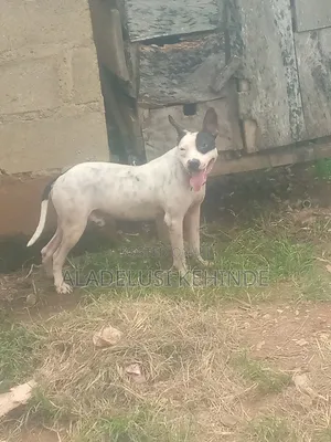 3-6 months Male Purebred American Pit Bull Terrier