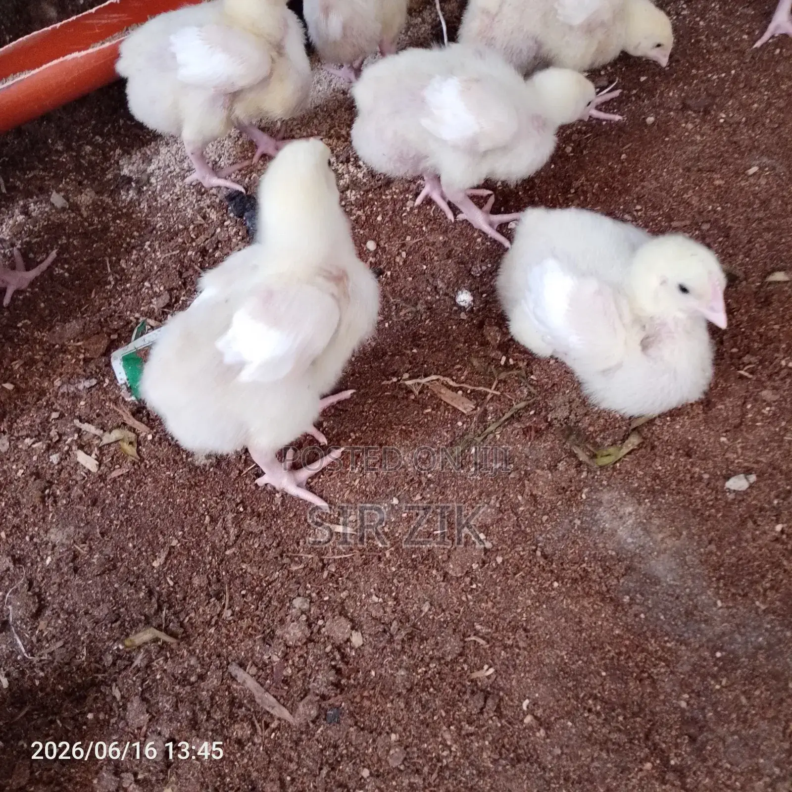 3 Weeks Quality Broiler