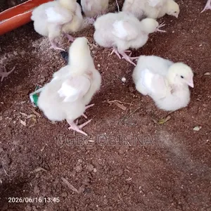 3 Weeks Quality Broiler