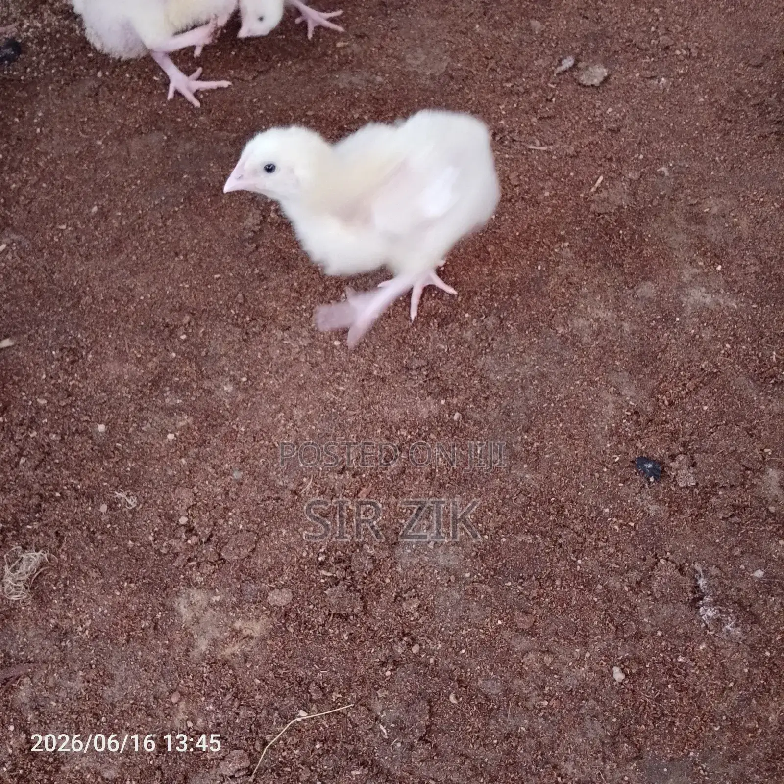 3 Weeks Quality Broiler