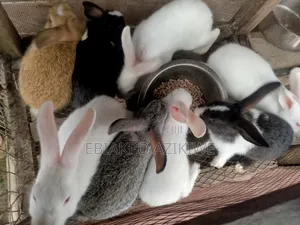 Quality Rabbit Weaners