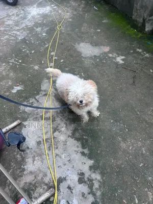 1+ year Male Purebred Lhasa Apso