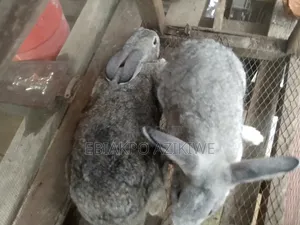 Matured Chinchilla Male and Female Rabbits